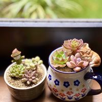 寄せ植え,多肉植物,フラワーアレンジメント,多肉寄せ植え,花のある暮らしの画像
