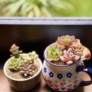 寄せ植え,多肉植物,フラワーアレンジメント,多肉寄せ植え,花のある暮らしの画像