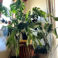 モンステラ,観葉植物,窓際,癒し, コウモリラン の画像