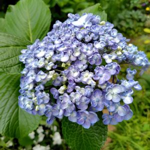 アジサイ,ウズアジサイ,開花,花木,大好きな花の画像