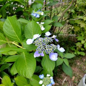 アジサイ,ガクアジサイ,開花,花木,大好きな花の画像