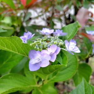アジサイ,ガクアジサイ,開花,花木,大好きな花の画像