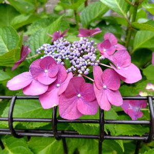 アジサイ,ガクアジサイ,開花,花木,大好きな花の画像