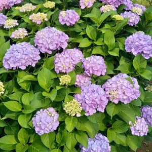 アジサイ,地植え,ガーデニング,我が家,今日のお花の画像