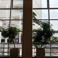 観葉植物,JR武蔵溝ノ口駅の画像