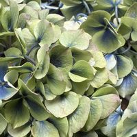 アナベル,アジサイ ハイランドジア,アナベル グランデピンク,葉挿し,アジサイ　紫陽花の画像