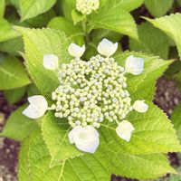 アジサイ,ハイドランジア,紫陽花,庭木,挿し木の画像