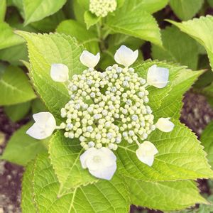 アジサイ,ハイドランジア,紫陽花,庭木,挿し木の画像