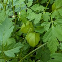 風船葛(ふうせんかずら),グリーンカーテン,蔓性植物,天草市,家庭園芸の画像