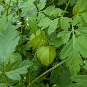 風船葛(ふうせんかずら),グリーンカーテン,蔓性植物,天草市,家庭園芸の画像