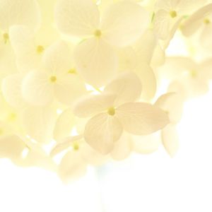 アナベル,切り花,紫陽花 アジサイ あじさい,過去pic,今日のお花の画像