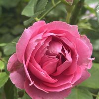 オデュッセイア,小蝶,ロサオリエンティス,ヤマアジサイ,紫陽花 アジサイ あじさいの画像