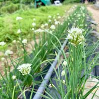 ニンジン,モモ,とうもろこし,りんごの木,ネギニラの花の画像