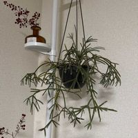 リプサリスの画像