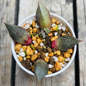 パーパソルム ホワイトフォーム,多肉植物,鉢植え,葉挿し,エケベリア属の画像