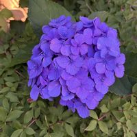  ブロンズ姫, ブロンズ姫,多肉植物,アジサイ　紫陽花,野鳥の画像