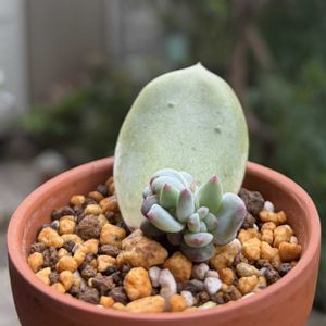 ブラックサバス,多肉植物,鉢植え,葉挿し,エケベリア属の画像