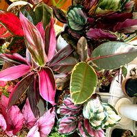 グリーンのある暮らし,インドアグリーン,癒しの空間,自然大好き,観葉植物好きの画像