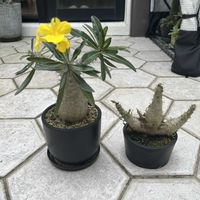 グラキリス,塊根植物,おうち園芸の画像