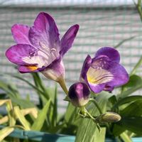 フリージア,2025年“ 秋 “ ｱﾛの秋植え球根♡の画像