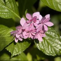 アジサイ,挿し木,花のある暮らし,我が家の花たち,花に癒されての画像