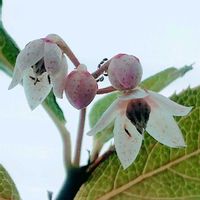 バコパ,ペンタス,ヤブコウジ,レモンバーム,花のある暮らしの画像