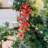 アロエ  ハイブリッド,アロエ　パープルピープルイーター,多肉植物,鉢植え,花芽の画像