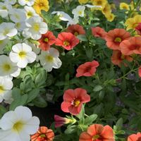 カリブラコア,寄せ植え,鉢植え,ガーデニング,植木鉢の画像