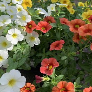 カリブラコア,寄せ植え,鉢植え,ガーデニング,植木鉢の画像