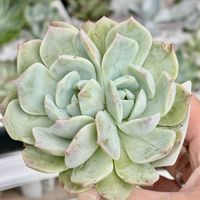 エケベリア,ピンククリスタル,チワワエンシス×ルシンダ,スモールフラワー,多肉植物の画像