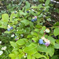 アジサイ,アネモネ,カンパニュラ,ブルーベリー,アナベルの画像