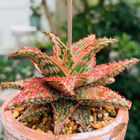 アロエ  ハイブリッド,アロエ  ハイブリッド,多肉植物,鉢植え,花芽の画像