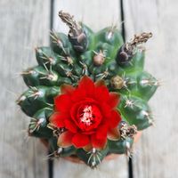 サボテン,緋花玉,多肉植物,鉢植え,ダイソーの画像