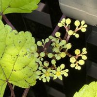 ノブドウ,鉢花,我が家の花たちの画像