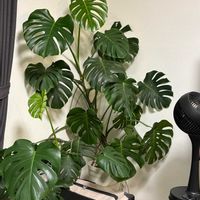 モンステラ,観葉植物,植え替え,仕立て直し,勉強の日々の画像