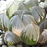 オブツーサ,ハオルチア,オブツーサ錦,多肉植物,ハオルチア属の画像