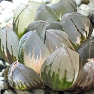 オブツーサ,ハオルチア,オブツーサ錦,多肉植物,ハオルチア属の画像