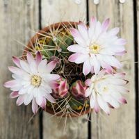 サボテン,翠晃冠,多肉植物,鉢植え,ダイソーの画像