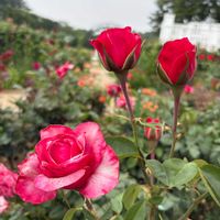 バラ,フジ,花菖蒲,かわいい,可愛いの画像