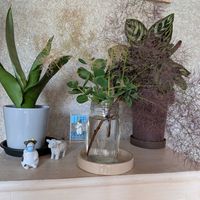 スモークツリー,友達からのプレゼント,花のある暮らし,見てくれてありがとう♡,暮らしに癒しをの画像