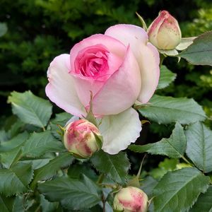 ピエールドゥロンサール,花壇,初心者,花のある暮らし,北海道の画像