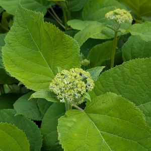 アナベル,花のある暮らし,北海道,イングリッシュガーデン,お庭改造の画像