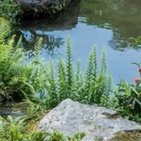 タマシダの画像