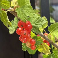 スグリ,赤色,災害時備蓄,手洗・うがい・マスク,ウクライナに平和をの画像