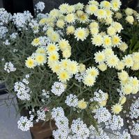 寄せ植え.,寄せ植え,青森県(*´˘`*)だーい好き❣❣,がんに負けるな！,仲良しリレー( 〃▽〃)の画像