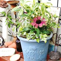 エキナセア,ユーパトリウムバリエガータ,寄せ植え,可愛い,庭の花の画像