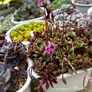 桜吹雪,多肉植物,多肉大好き,放置栽培,タニラーの画像