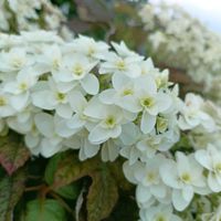 観葉植物,ネコ好き,紫陽花 アジサイ あじさい,花のある暮らし,植中毒の画像