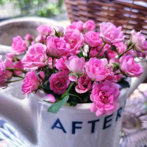 ミニバラ,極小 ミニバラ,ナチュラルガーデン,可愛い〜♡,薔薇に魅せられての画像