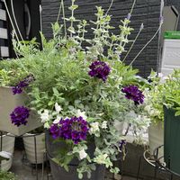 ペチュニア,バーベナ マンハッタン,寄せ植え,夏に向けて,PWの画像